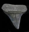 Serrated Fossil Great White Shark Tooth - #31613-1